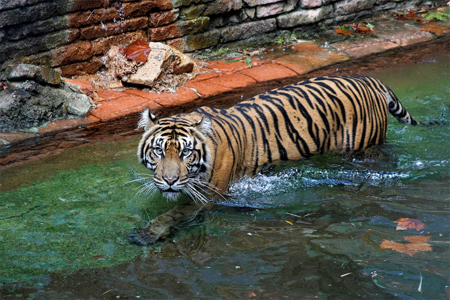 A Sumatran tiger, one of 8 endangered species at Disney's Animal Kingdom.