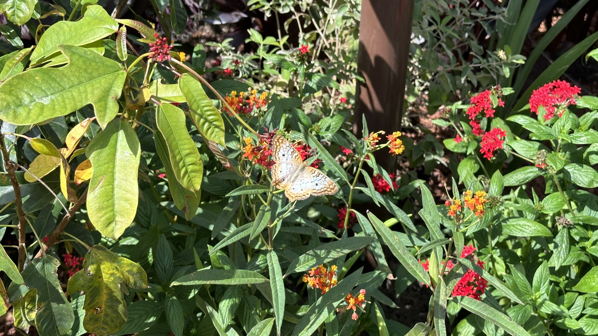 Epcot Flower and Garden Festival 2024: Butterfly Landing