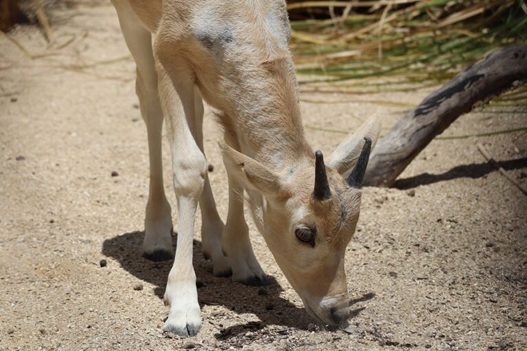 Rare Baby Addax is Mother’s Day Gift at Disney