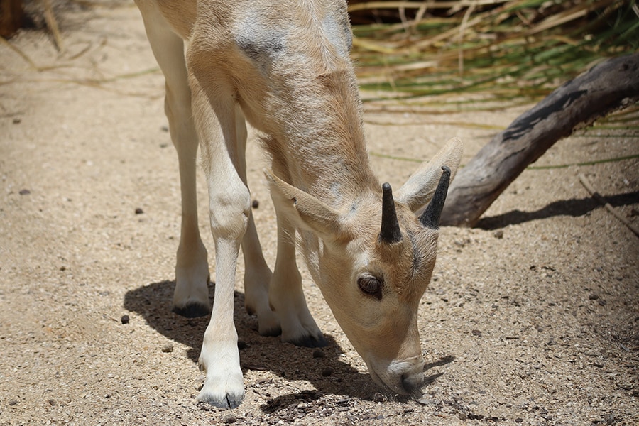 Julien the Baby Addax at Disney's Animal Kingdom Lodge