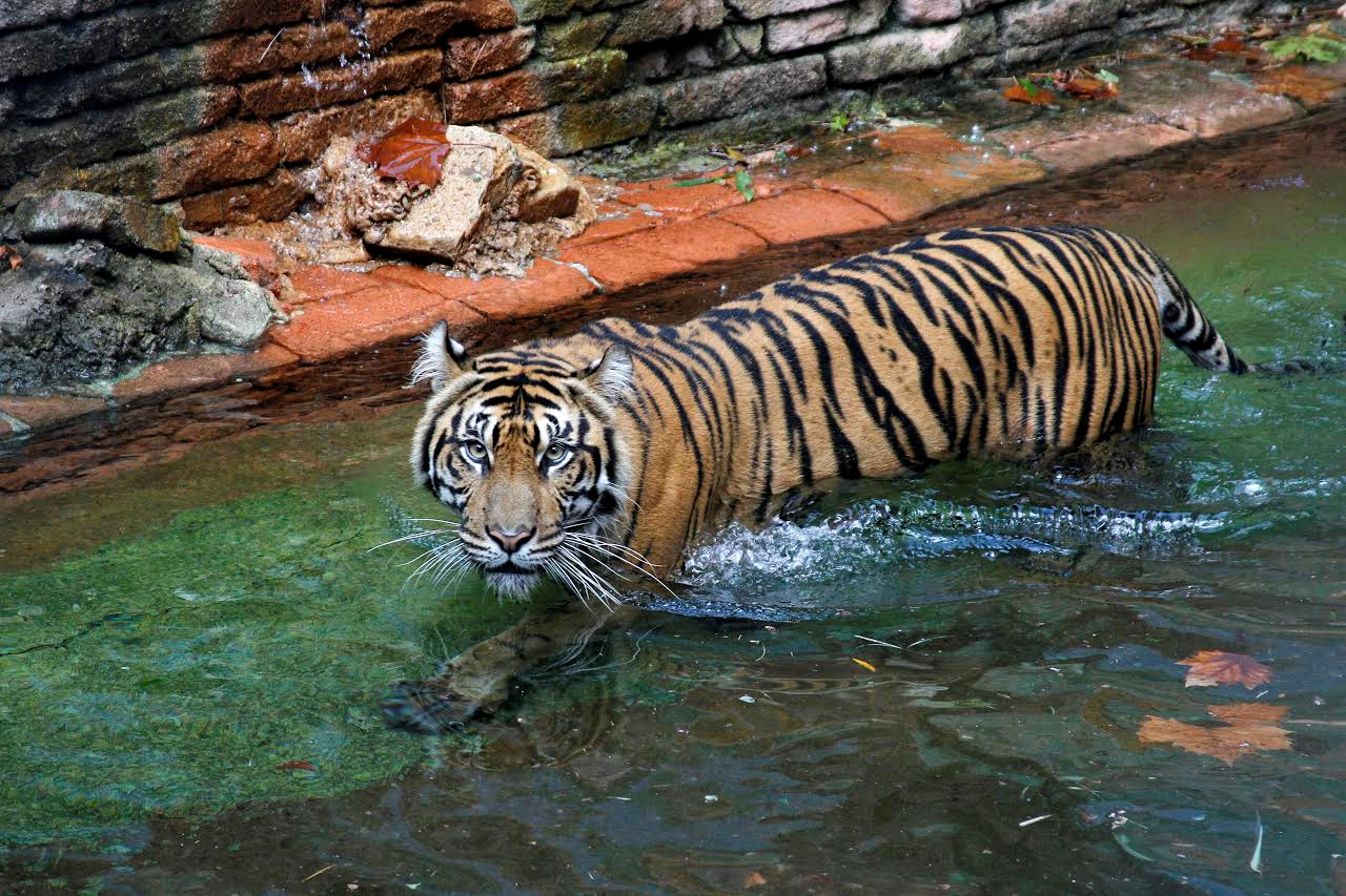 Disney Welcomes New Tiger at Animal Kingdom 