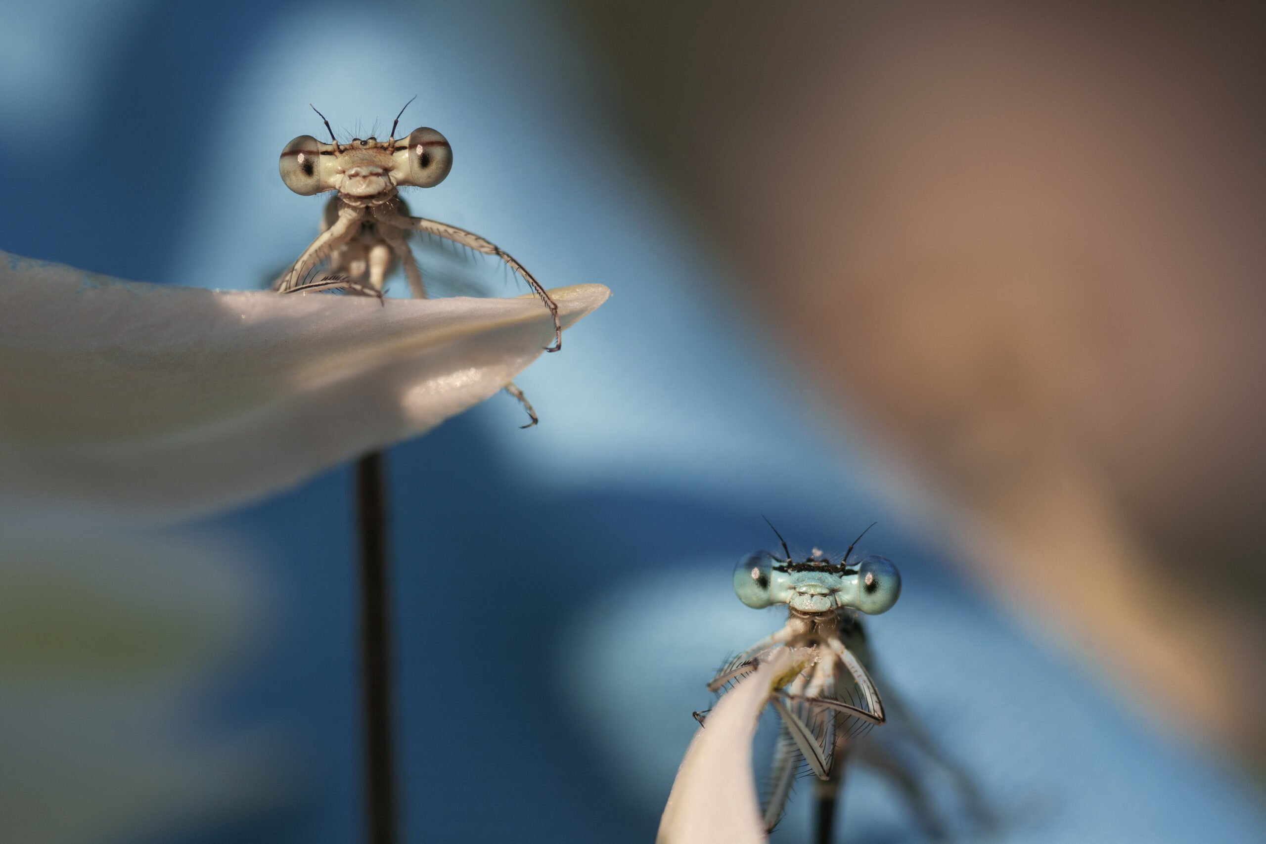 Two damselflies rest on a flower. (National Geographic/Remus Vasile Triplea)