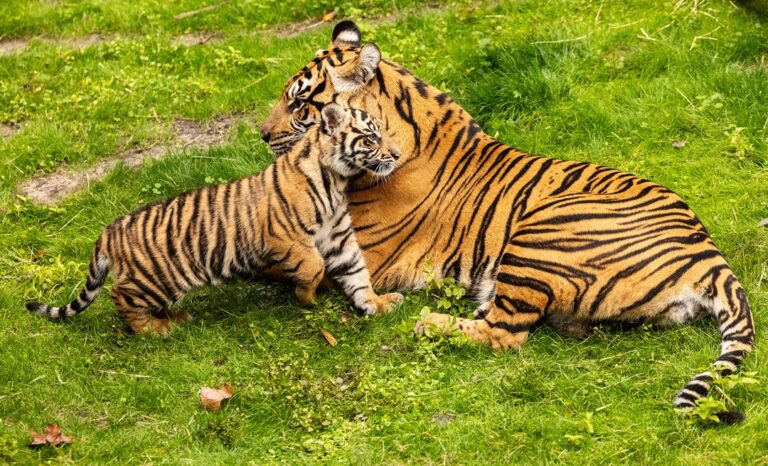 Bakso, a young Sumatran tiger cub, playfully roaming his habitat at Maharajah Jungle Trek in Disney’s Animal Kingdom, under the watchful eye of his mother, Sohni.