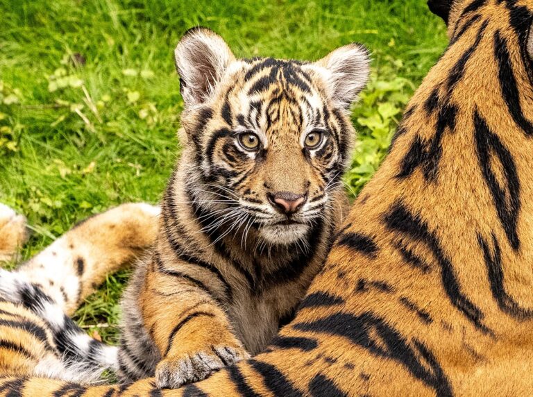 Bakso, a young Sumatran tiger cub, playfully roaming his habitat at Maharajah Jungle Trek in Disney’s Animal Kingdom, under the watchful eye of his mother, Sohni.