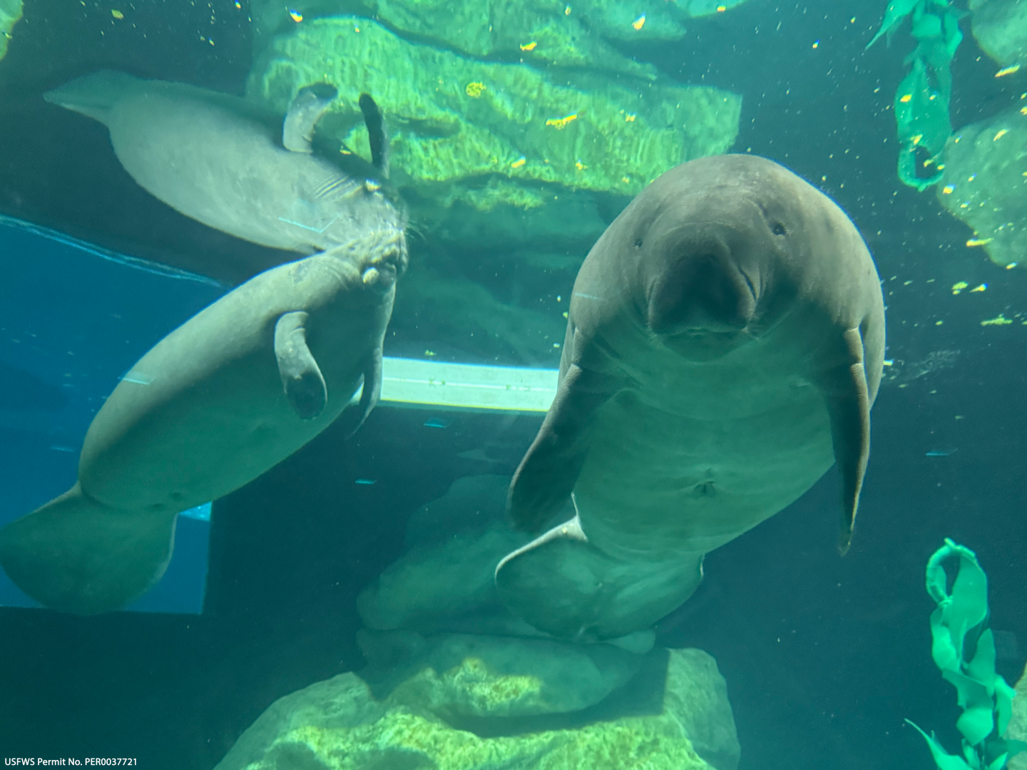 Disney’s Role in Florida Manatee Rehabilitation and Conservation