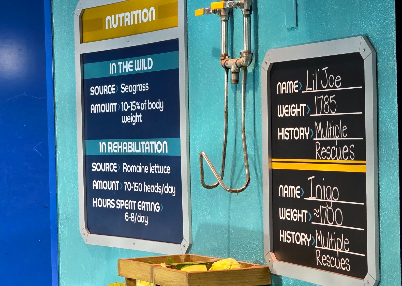 The Seas with Nemo & Friends message board from 2024, highlighting manatees as part of the long-term residents before the shift to critical care
