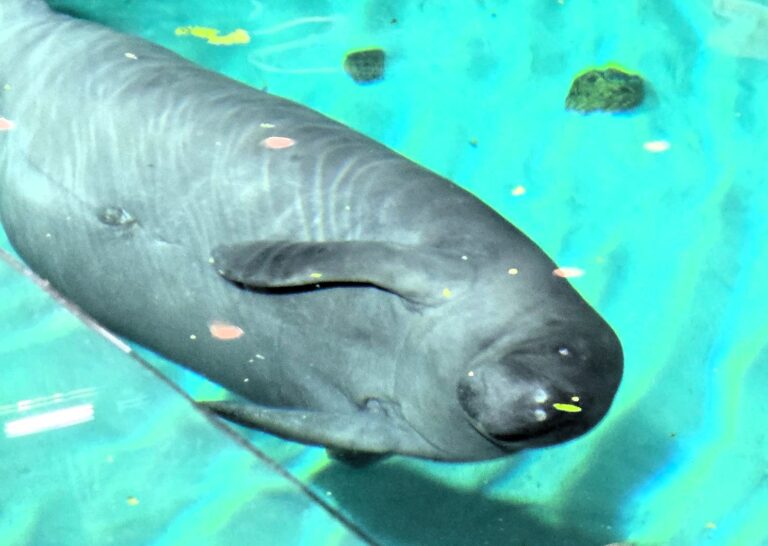 Lil Joe and Inigo at The Seas with Nemo & Friends, 2024—longtime residents of EPCOT’s manatee rehabilitation program before their relocation.