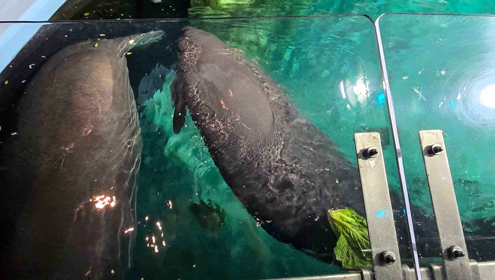 Lil Joe and Inigo at The Seas with Nemo & Friends, 2024—longtime residents of EPCOT’s manatee rehabilitation program before their relocation.