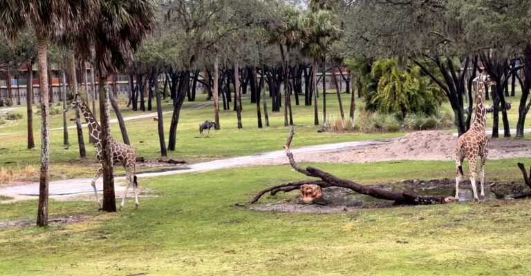 Giraffes gracefully explore the savanna outside Disney’s Animal Kingdom Lodge, offering guests unforgettable up-close views right from their resort.