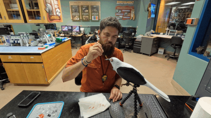 Birds of a Faux Feather: Conservation at Disney Lookout Cay