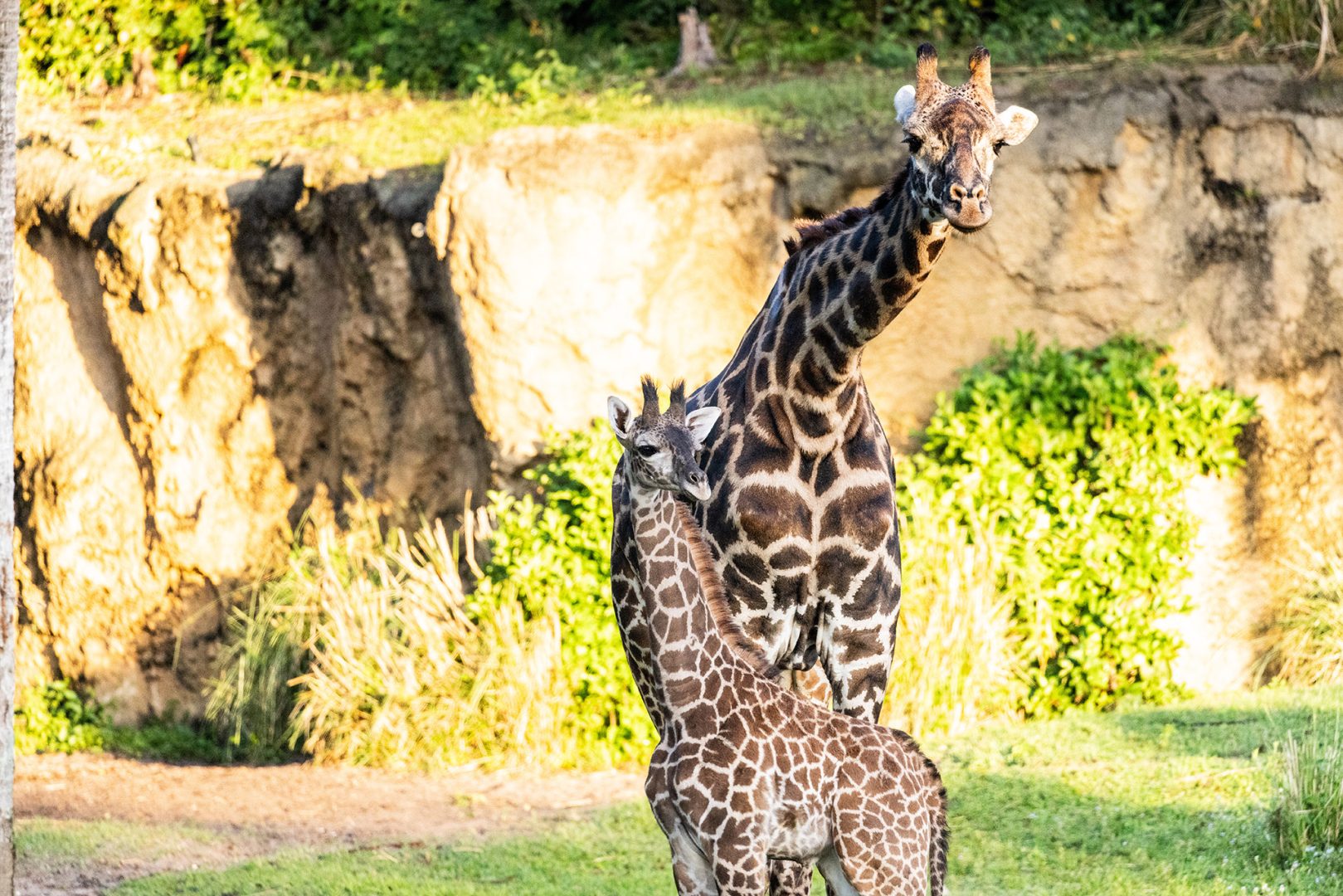 New baby giraffe, Tucker, at Disney's Animal Kingdom