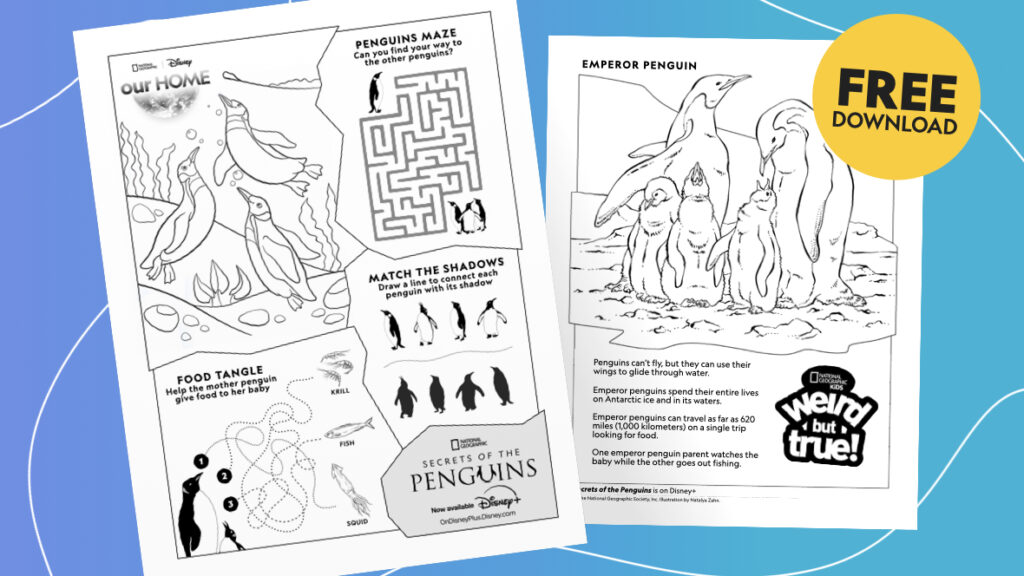 On a blue gradient background with several white squiggly lines, two activity sheets with penguin-themed fun are featured—which include a maze, “match the shadows” game, and line illustrations of penguins for coloring. In the upper right corner, there is a yellow circle with bold black text that reads “Free Download.”